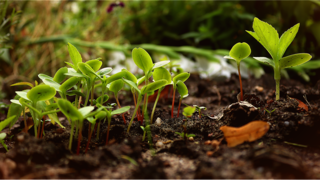Vignette potager