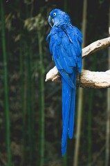 oiseau 2 affiche