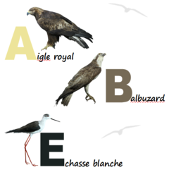 Abécédaire oiseaux